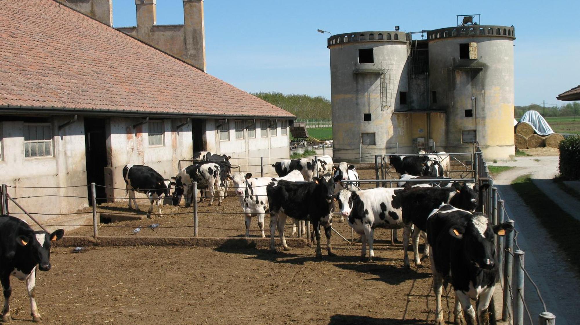 Agriturismo Corte Virgiliana Virgilio Værelse billede